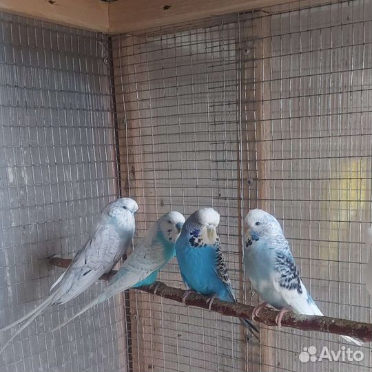 Попугаи оптом