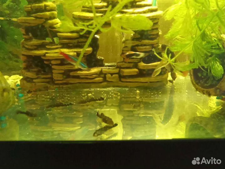 Сомики анциструсы