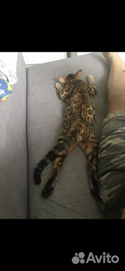 Бенгальский кот вязка