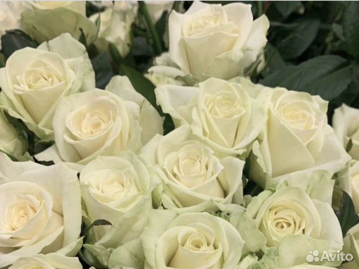 Корзина белых роз 51 шт