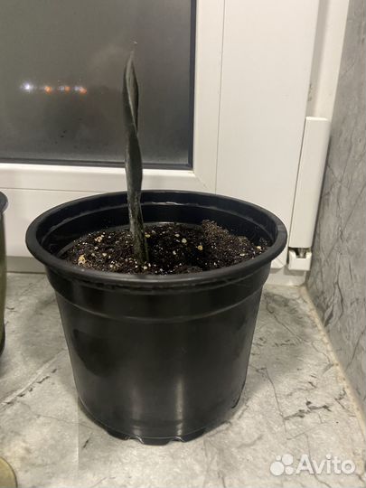 Замиакулькус черный