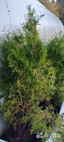 Туя саженцы