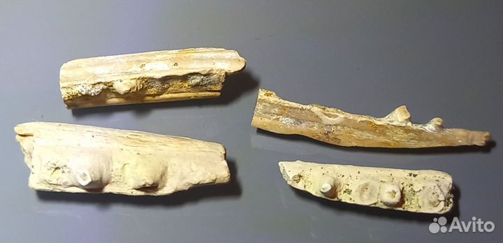 Челюсти рыбы Enchodus