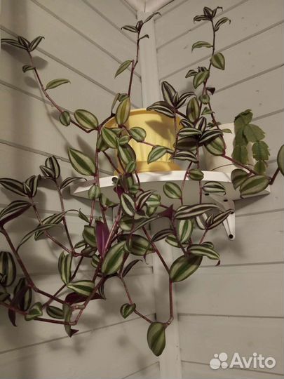 Традесканции