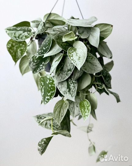 Сциндапсус сильвер энн