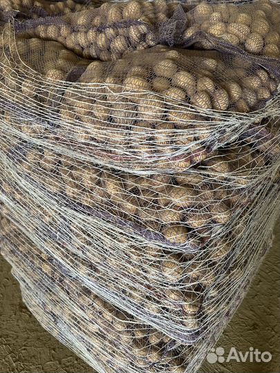 Семенной картофель