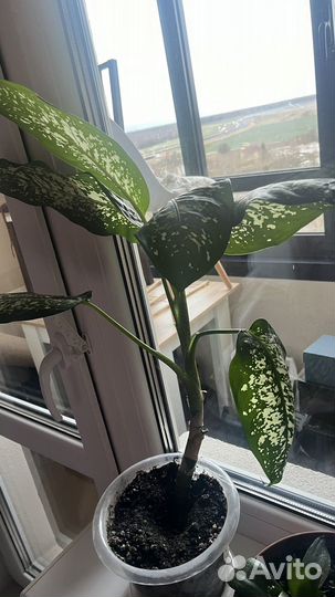 Диффенбахия