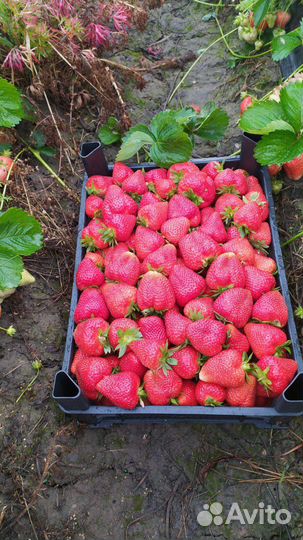 Рассада клубники Антей, Априка, Клери, Джоли