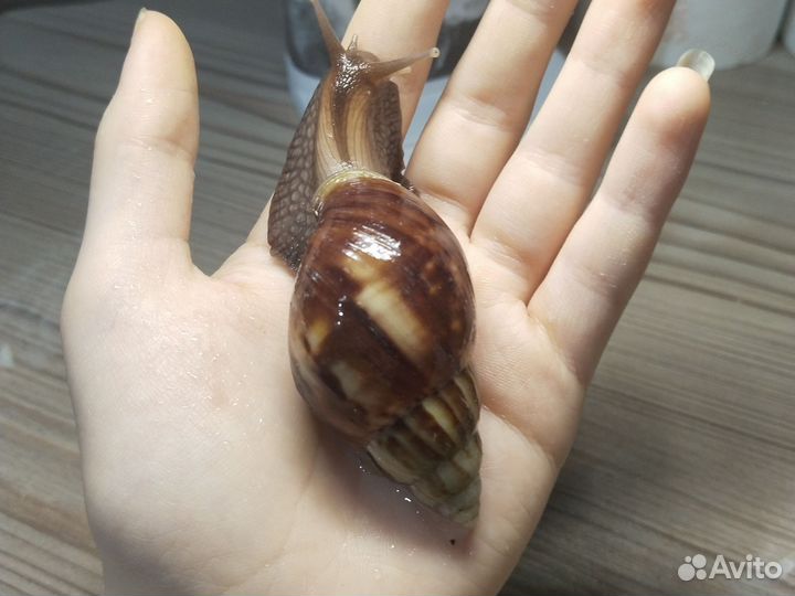 Ахатина фулика стандарт