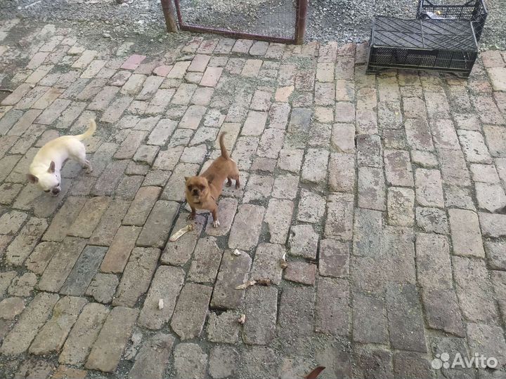 Белый мальчик мини 1.8 для вязки. Есть выезд