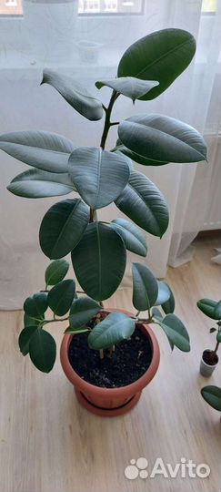 Фикус от 15 см до 1.5 метра