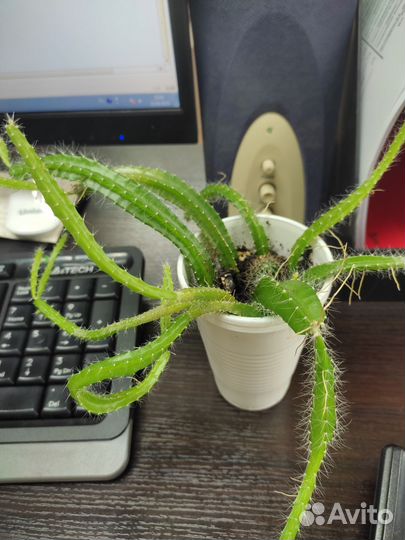 Комнатные цветы