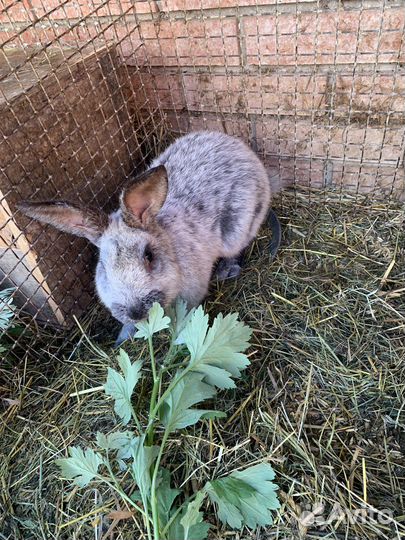Самцы породы полтавское серебро