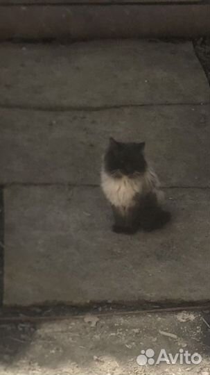 Котенок