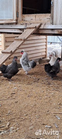 Петухи порода китайская шелковая