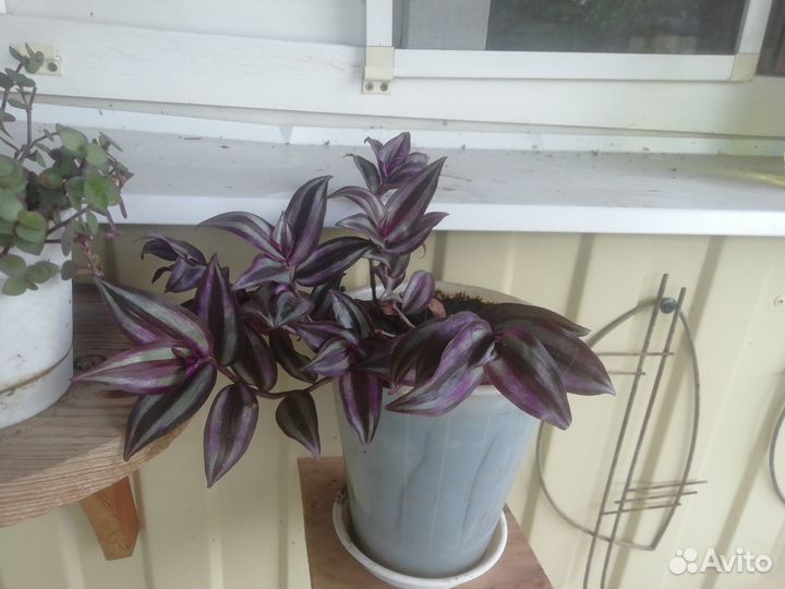 Разные цветы