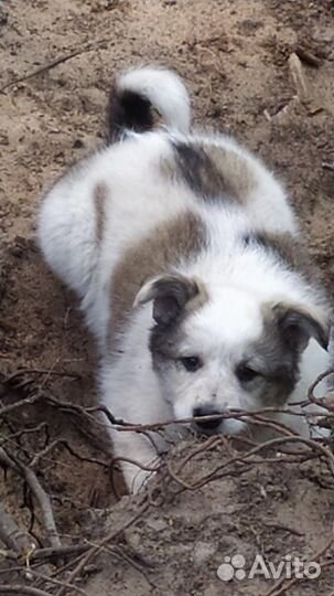 В добрые руки, щенки