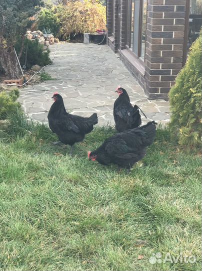 Джерсийский гигант