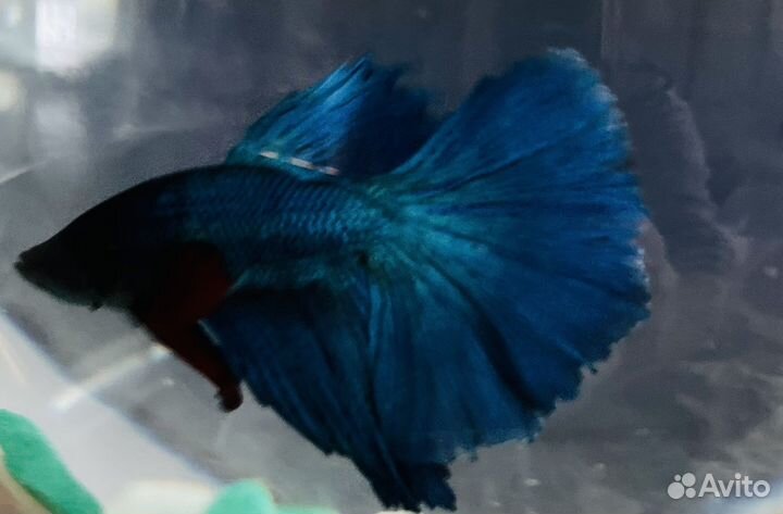 Аквариумные рыбки петушки