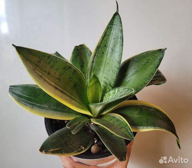 Сансевиерии