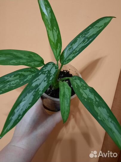 Аглаонема cutlass