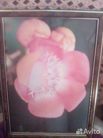 Рамки для фотографий