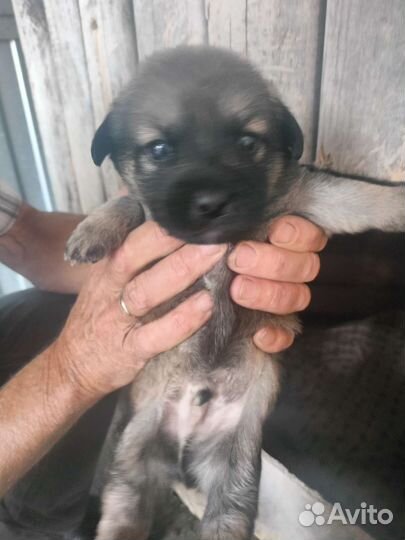 Щенки пекинеса