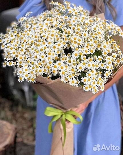 Цветы ромашки