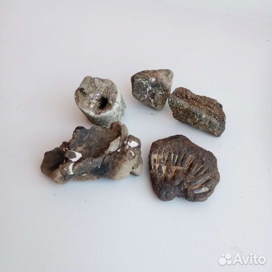 Окаменелости