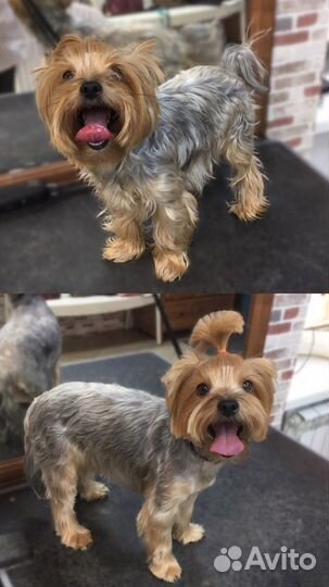 Стрижка собак, грумер