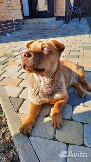 Собака бесплатно