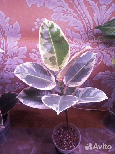 Комнатные цветы