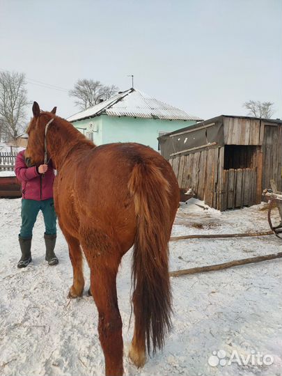 Продам лошадь