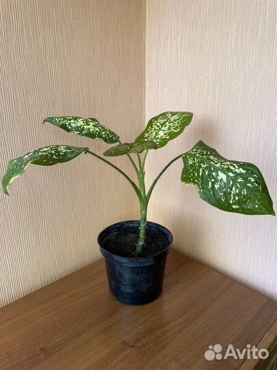 Диффенбахия