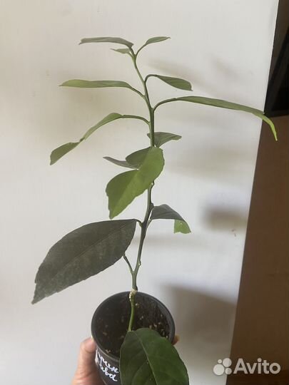 Мандарин Миагава