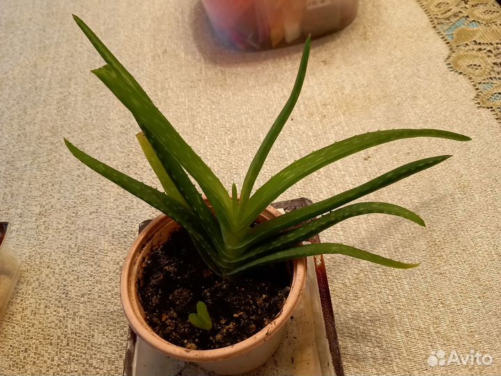 Алоэ столетник