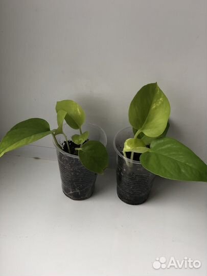 Сциндапсус /эпипремнум