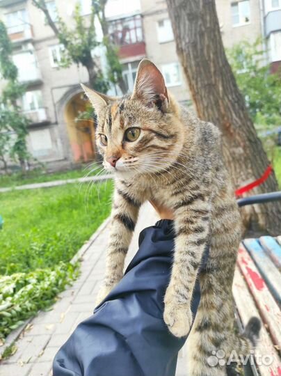 Кошечка в добрые руки