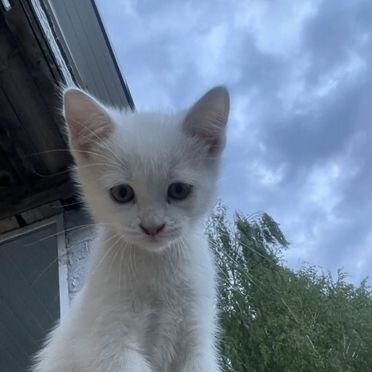 Хайландер котёнок