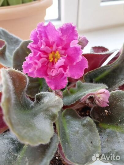 Фиалки цветущие в горшке