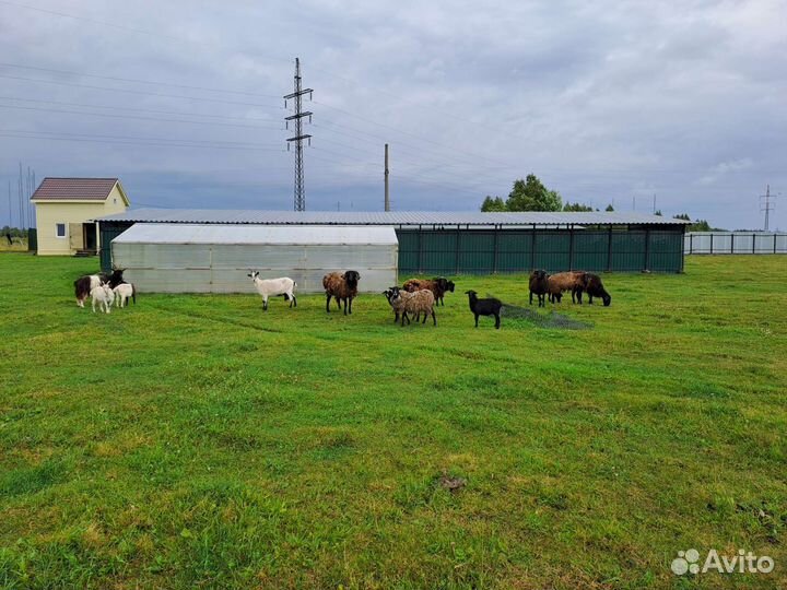 Овцы бараны