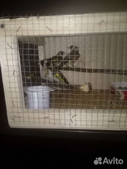 Щеголы зеленушки