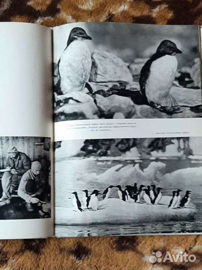 Природа Арктики. Автор Влодзимеж Пухальский