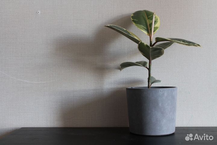 Фикус эластика Тинеке