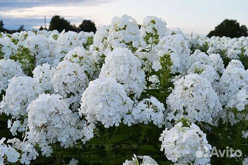 Флокс метельчатый