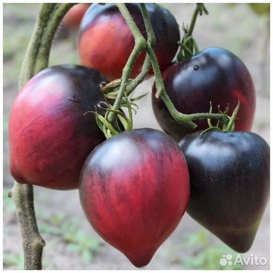 Семена томатов, лилейник