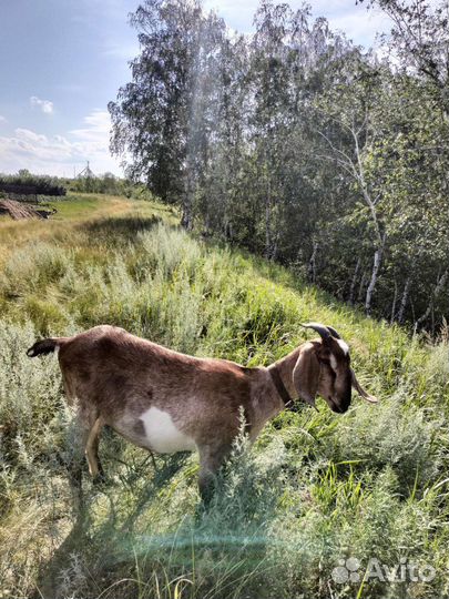 Козочка нубийская