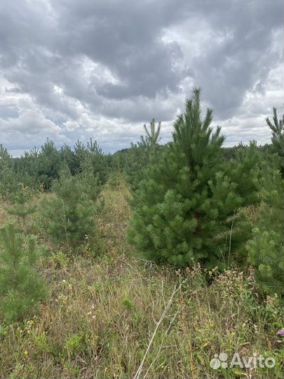 Сосна новогодняя оптом