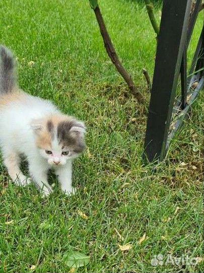 Кошки бесплатно