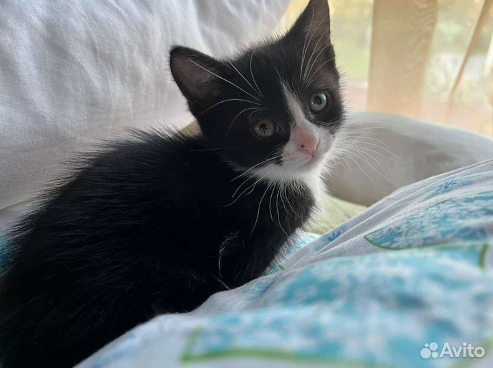 Домашний котёнок